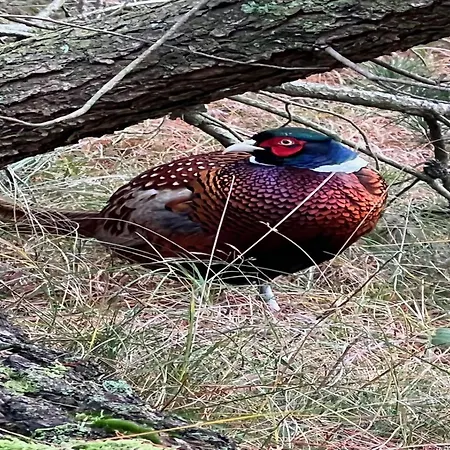 Bogatin - 1km From The Sea By Interhome Holiday home *