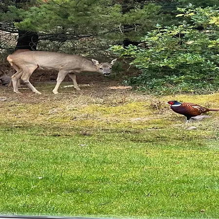 Bogatin - 1km From The Sea By Interhome * Molby